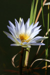 Water Lily One
