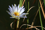 Water Lily Two