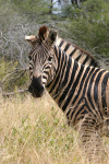 Zebra One Kruger 08
