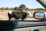 Cow By Car