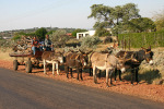 Donkey Cart Near Botswana