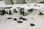 Many Penguins