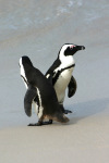 Penguins 1