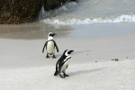 Penguins on Beach