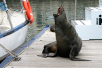 Seal at Waterfront 1