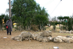 Sheep For Sale in Lesotho