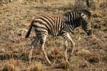 Another Young Zebra