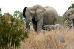 Little Elephant Has a Snack