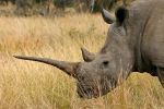 Long Horned Rhino
