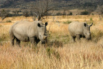 Rhino with Strange Horn Plus One