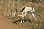 Springbok Has An Itch
